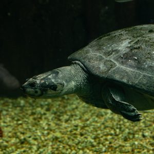 Cómo ahorrar en Nochevieja en Balneário Camboriú - Cupón descuento OVIAJANTE 4 Acuario Oceánico