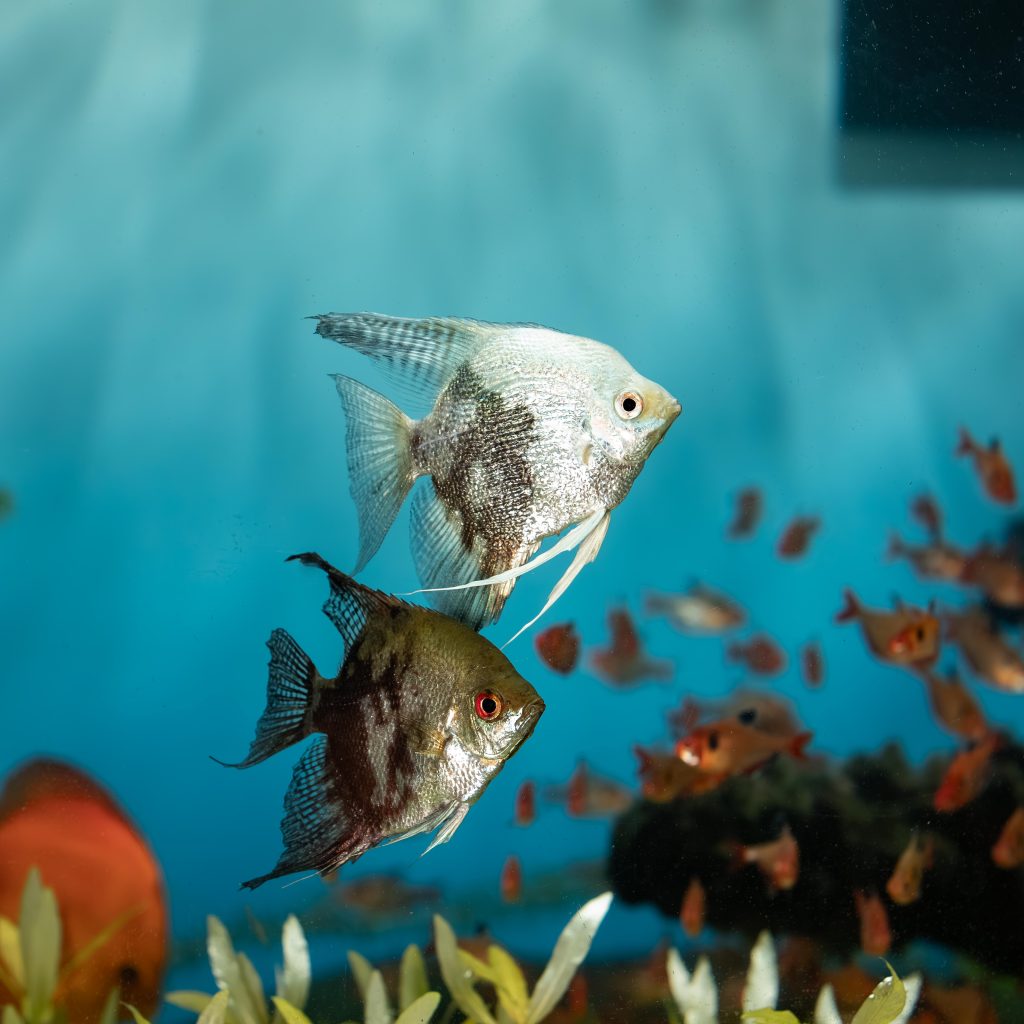 Cupom Oceanic Aquarium