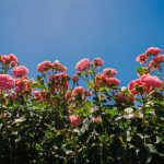 Cupom Mátria Parque