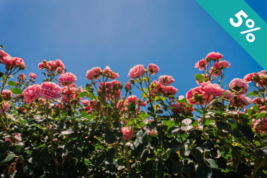 Cupom Mátria Parque